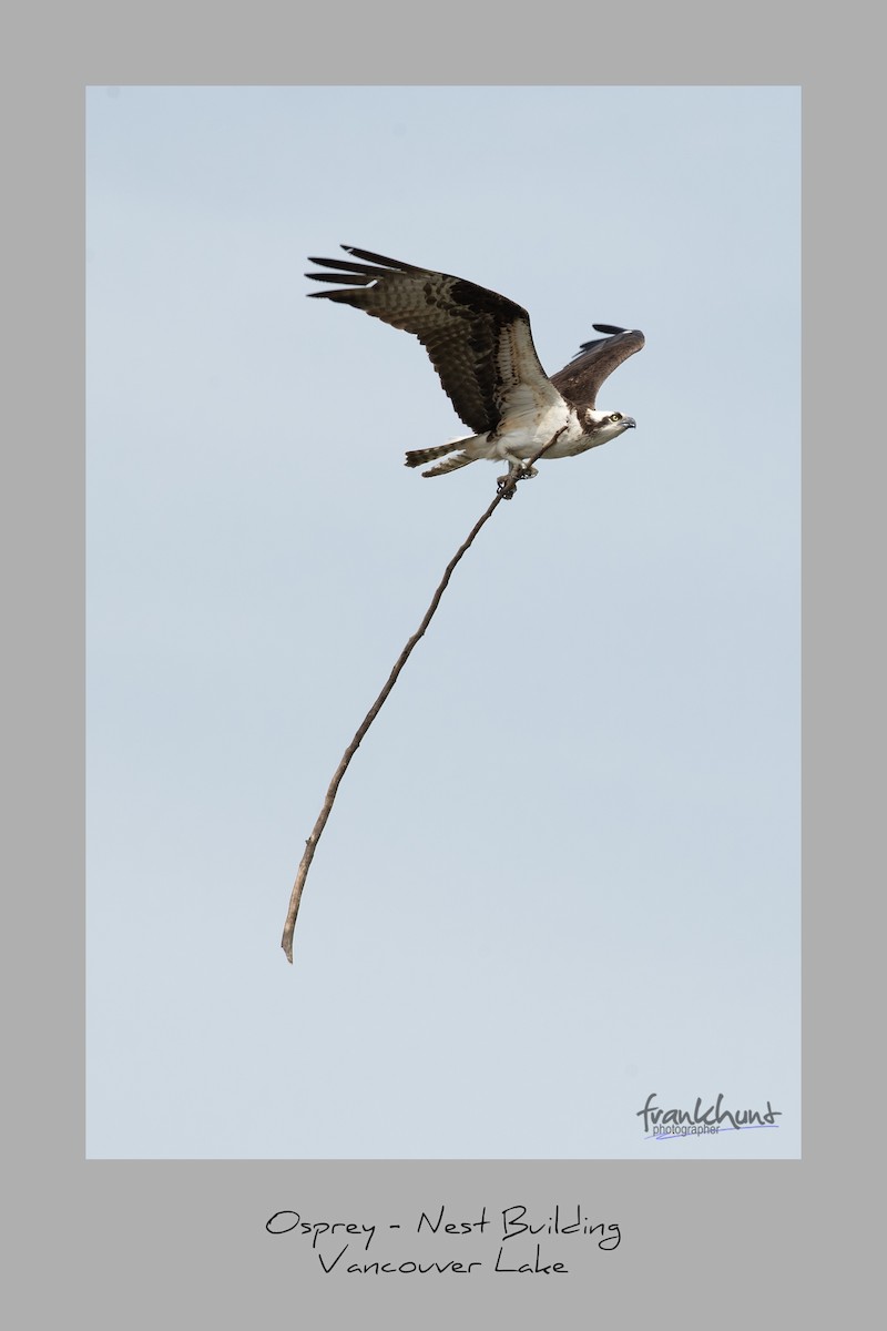 Osprey - ML93902241