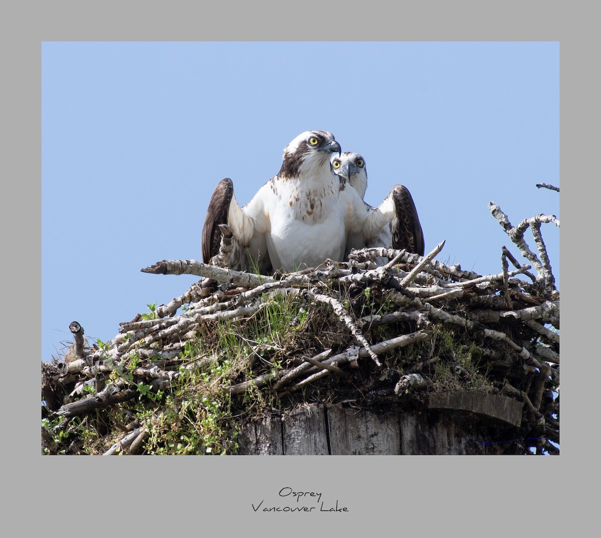 Osprey - ML93902271