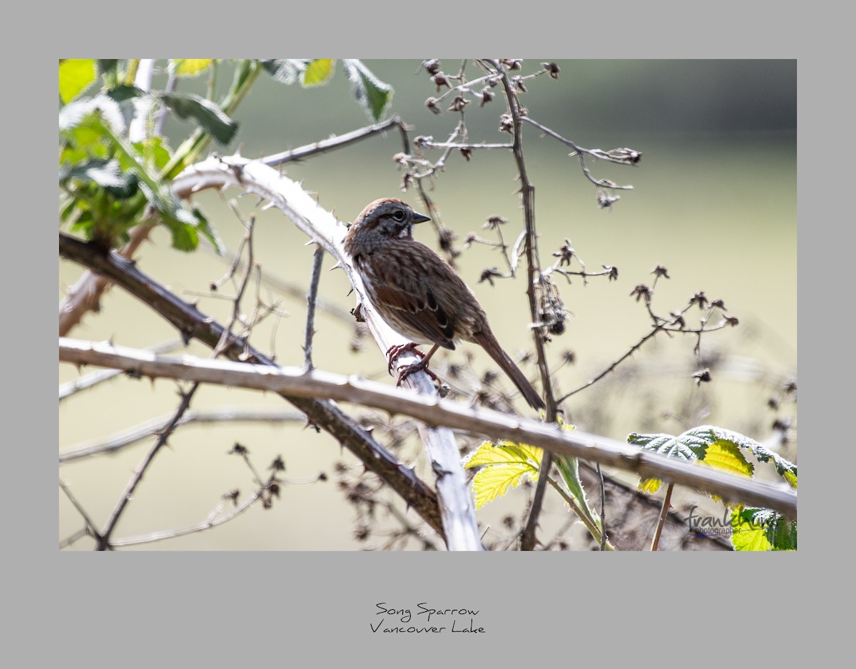 Song Sparrow - Frank Hunt