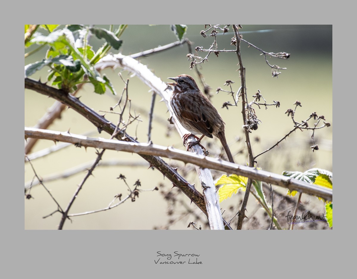 Song Sparrow - ML93902341