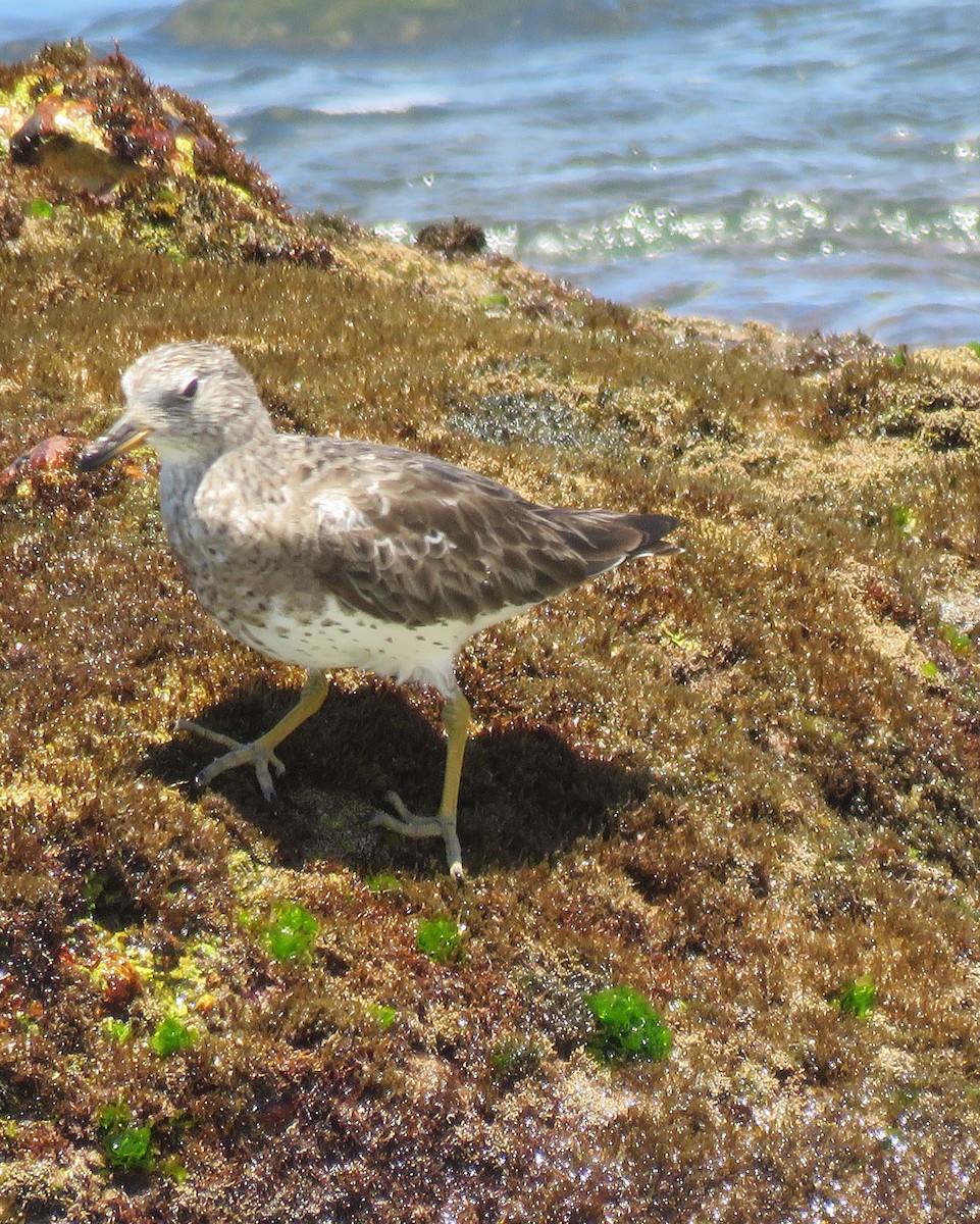 Surfbird - ML93904481