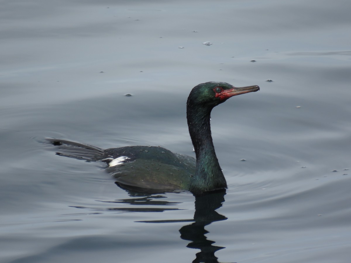 Pelagic Cormorant - Diane Traina