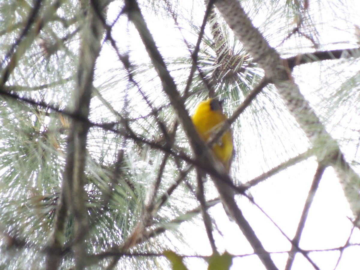 Yellow-backed Oriole - ML93905441