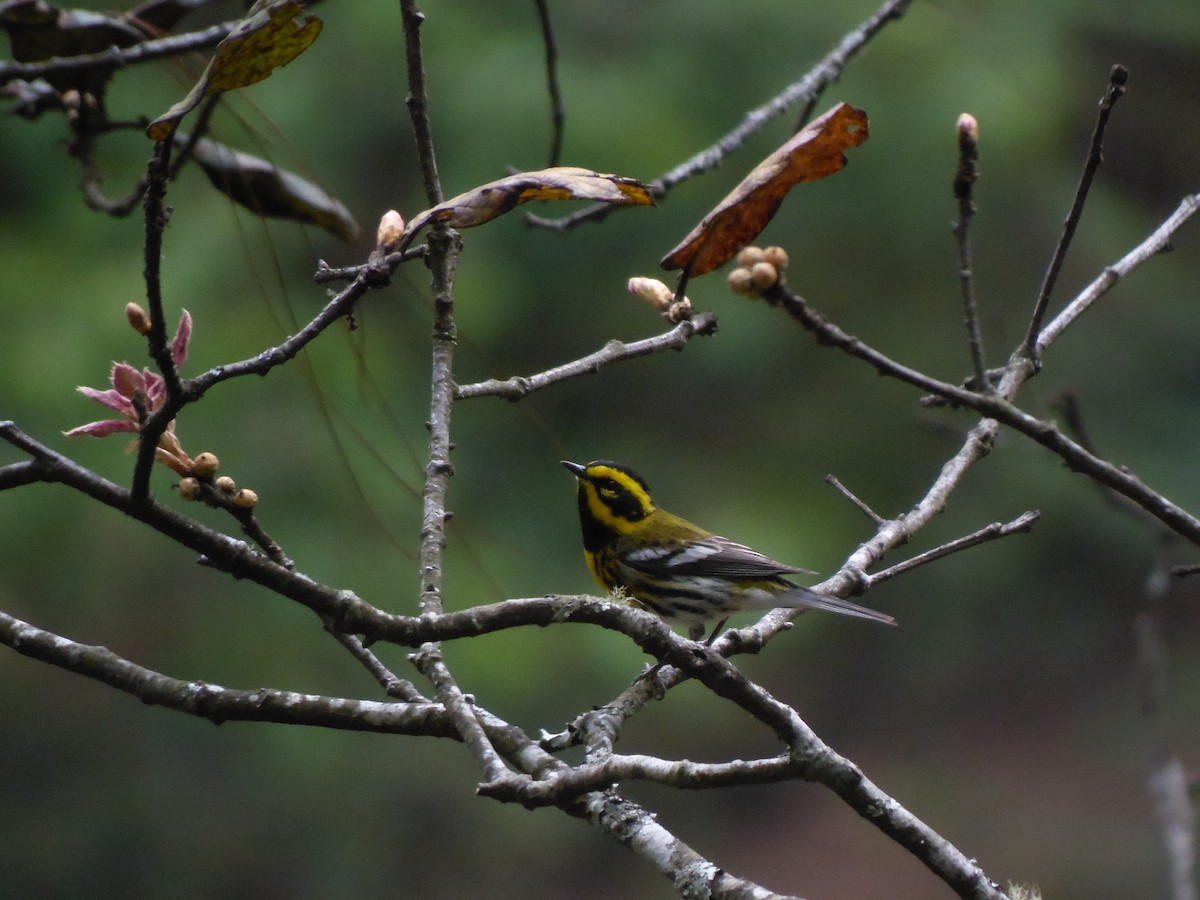 Townsend's Warbler - ML93905611