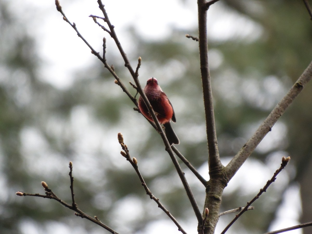 Pink-headed Warbler - ML93905971