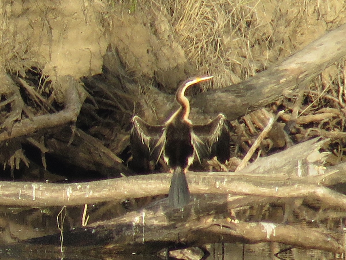 Anhinga Australiana - ML93906001