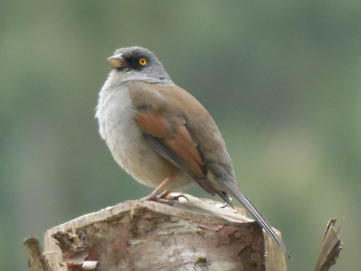 Yellow-eyed Junco (Guatemalan) - ML93906301