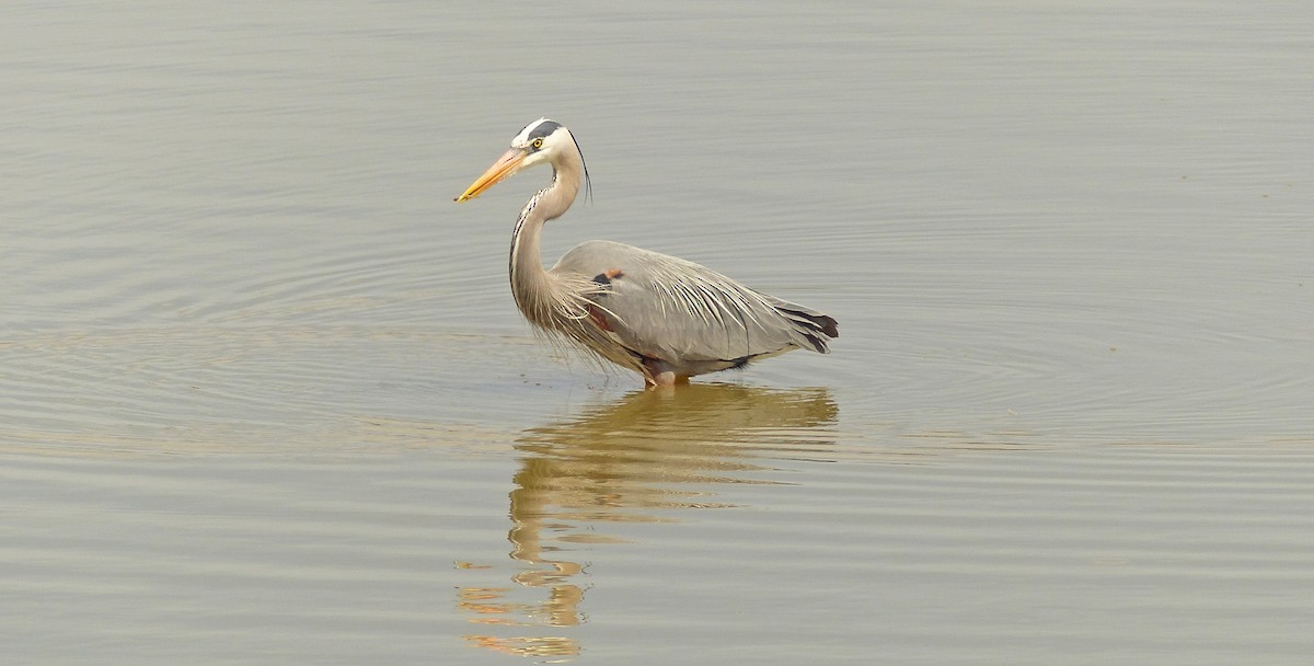 Great Blue Heron - ML93906371