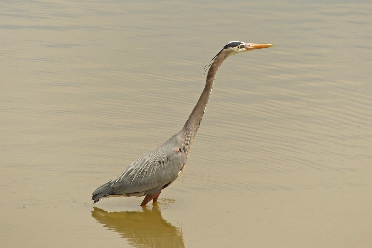 Great Blue Heron - ML93906431