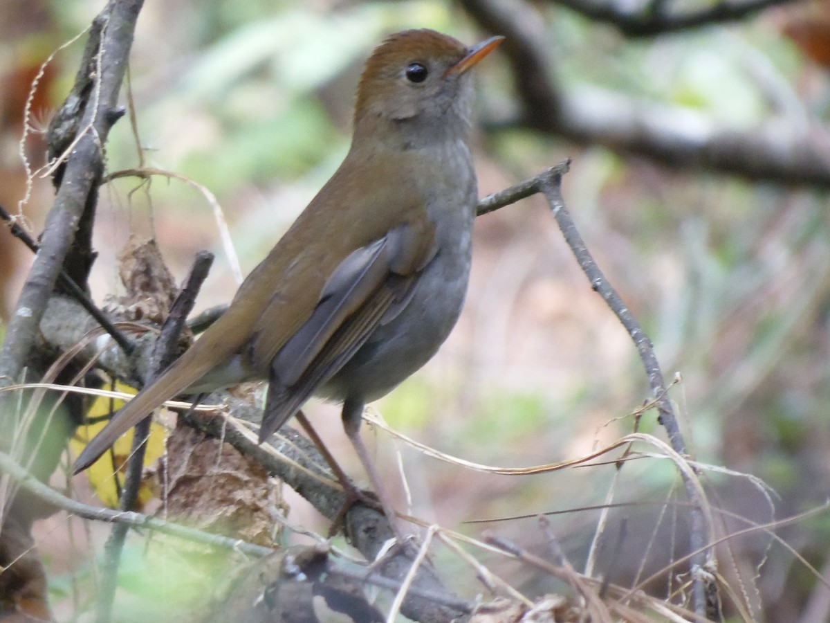 Ruddy-capped Nightingale-Thrush - ML93907171