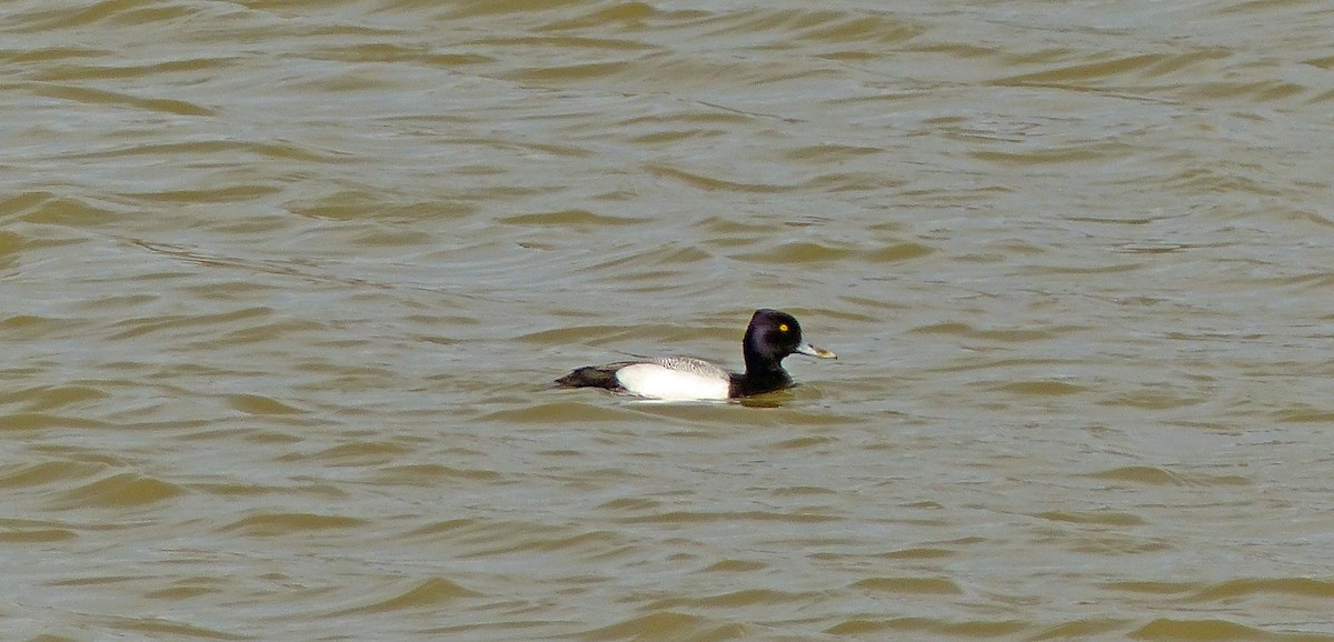 Lesser Scaup - ML93907421