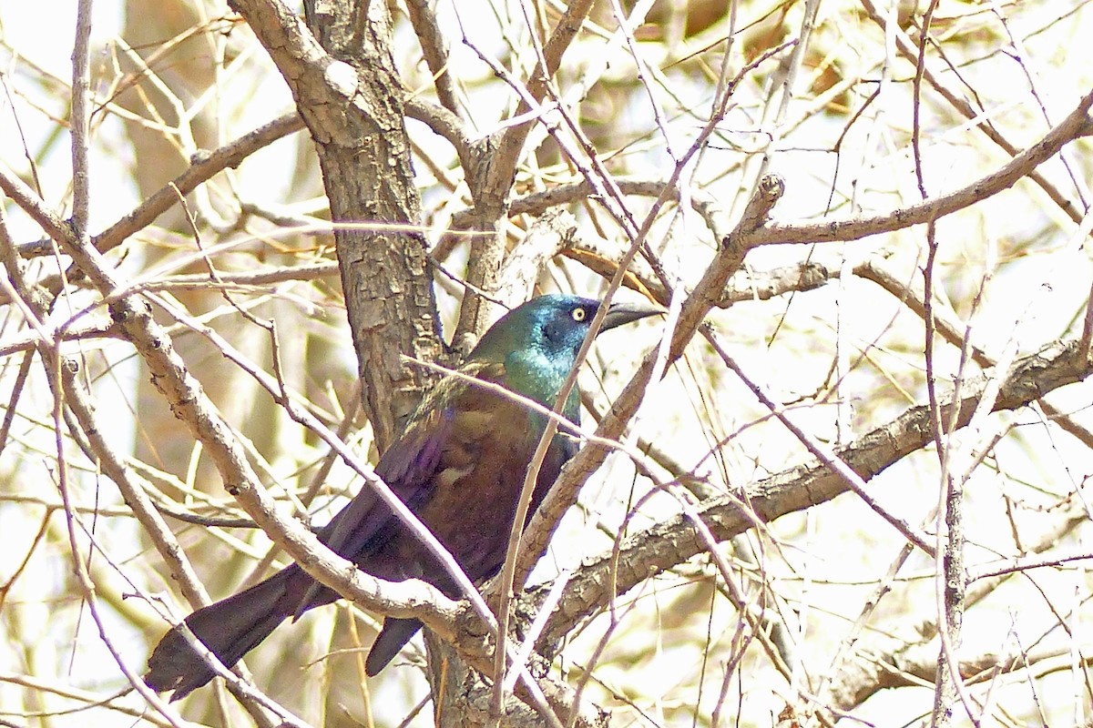 Common Grackle - ML93907721