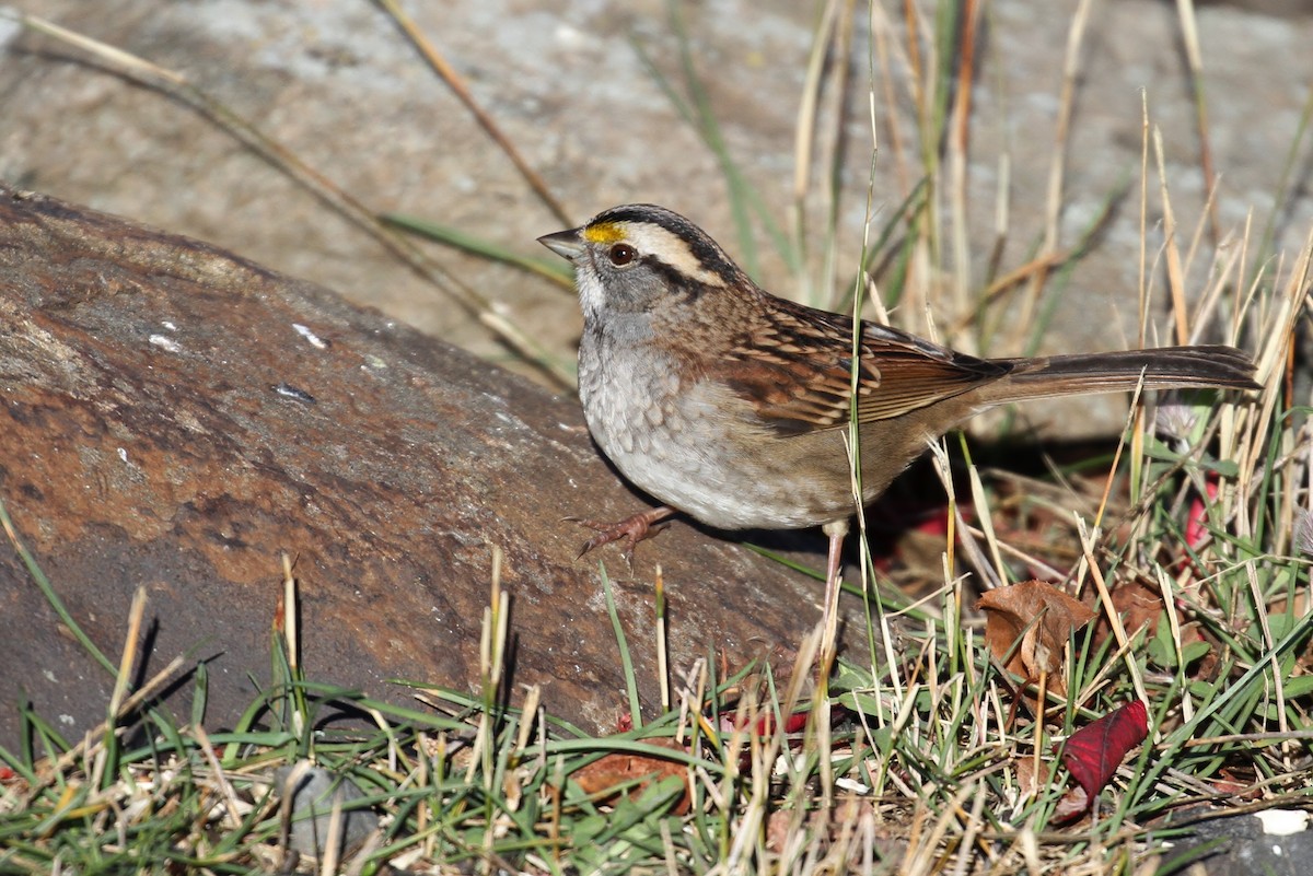 White-throated Sparrow - Alex Lamoreaux