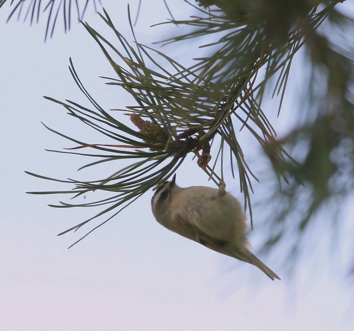 Golden-crowned Kinglet - ML93912961