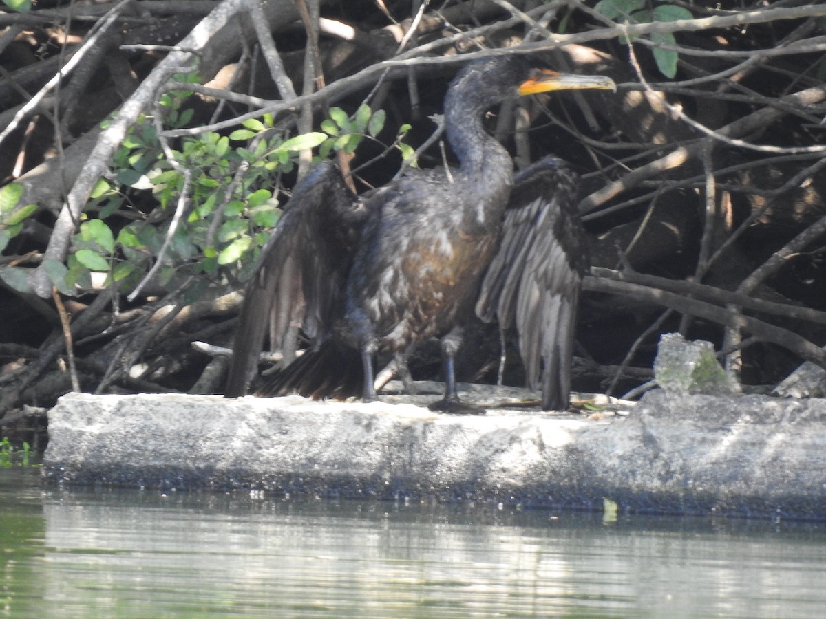 Double-crested Cormorant - ML93914231