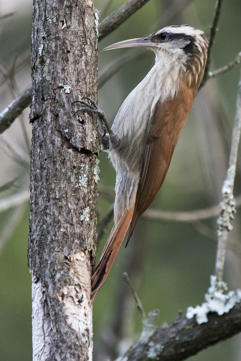 Narrow-billed Woodcreeper - ML93915231