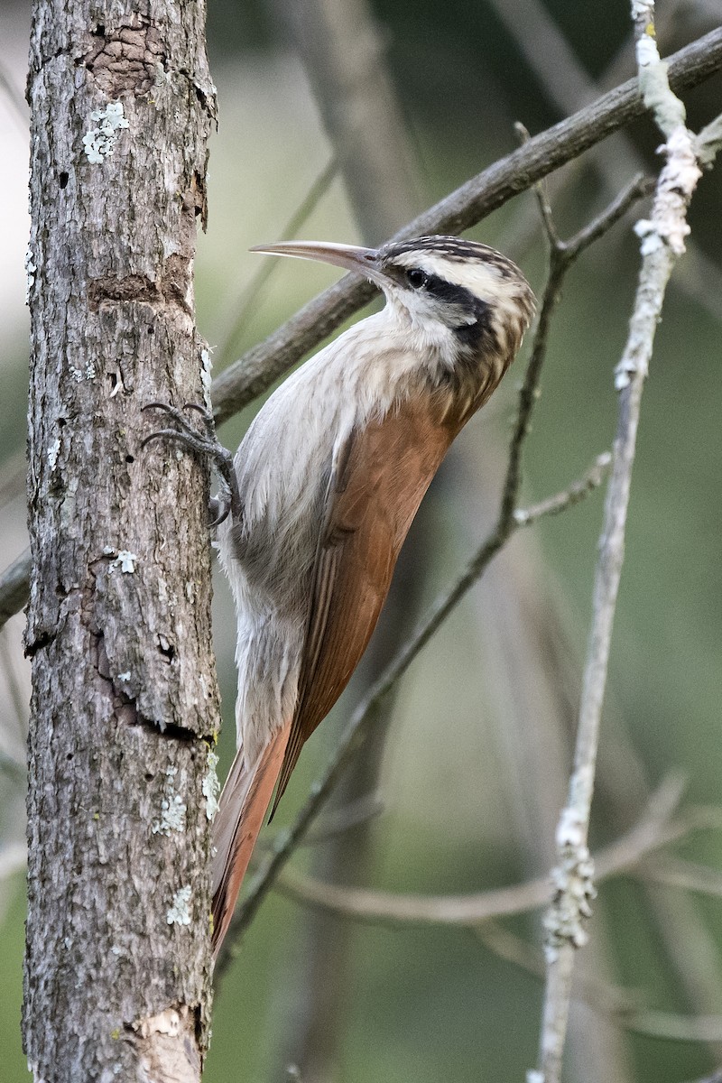 Narrow-billed Woodcreeper - ML93915271