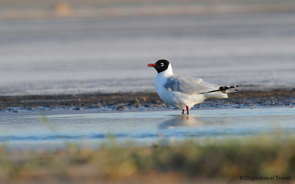 Relict Gull - ML93916081