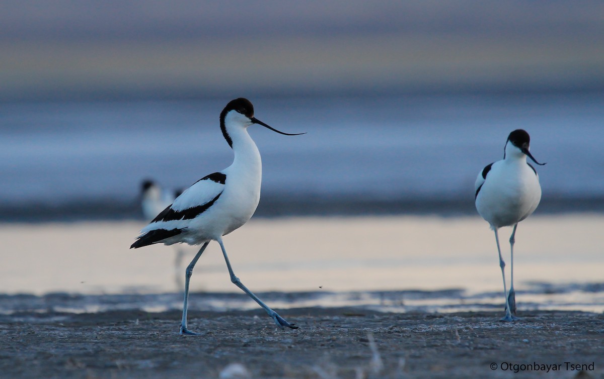 Pied Avocet - ML93916271