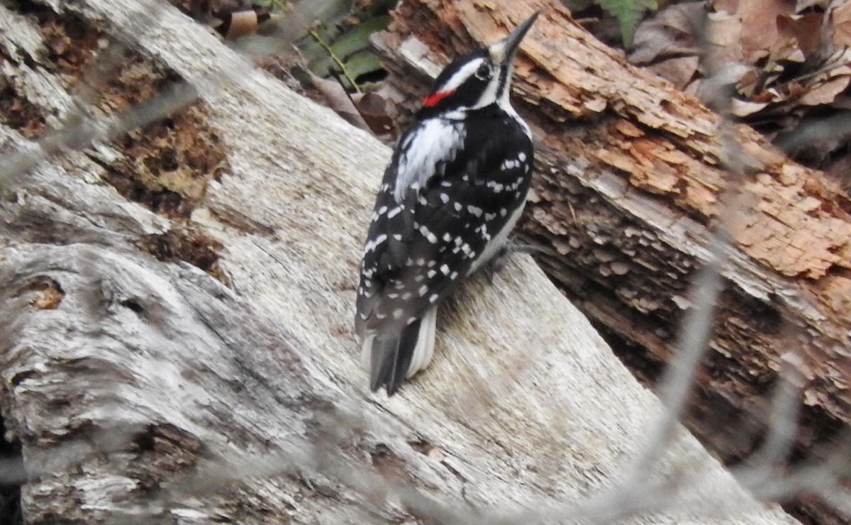 Hairy Woodpecker - ML93916931