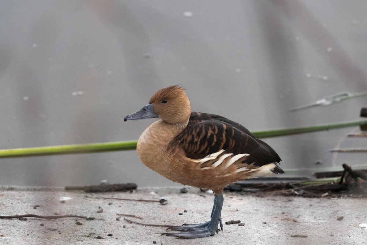 Fulvous Whistling-Duck - Jeremiah Psiropoulos