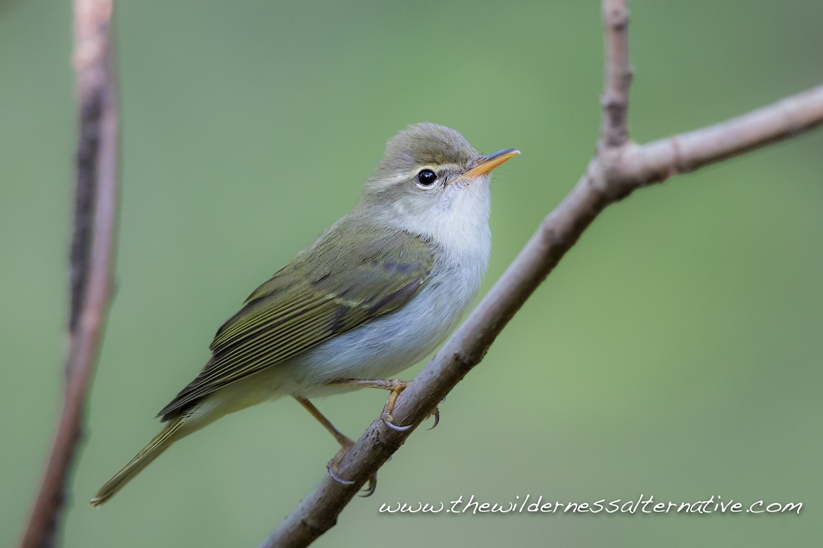 Ijima's Leaf Warbler - Yann Muzika
