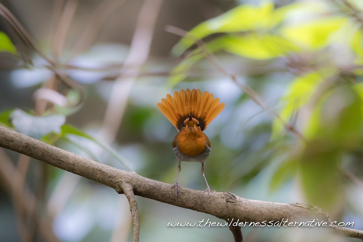 Izu Robin - Yann Muzika