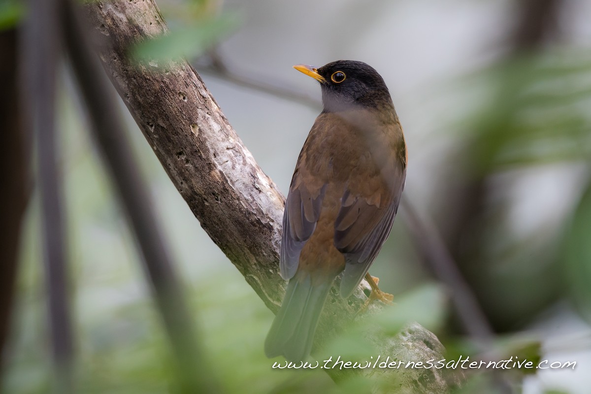 Izu Thrush - ML93918131