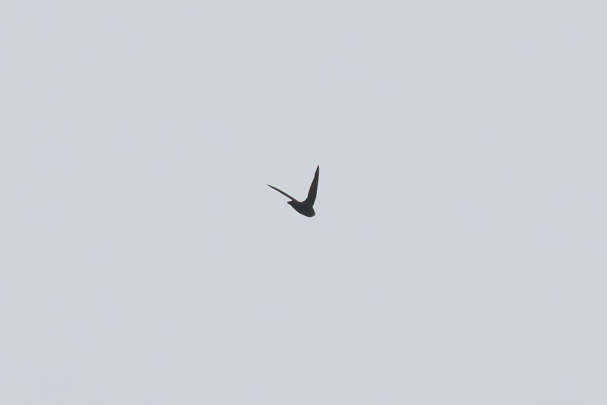 Chimney Swift - ML93918181