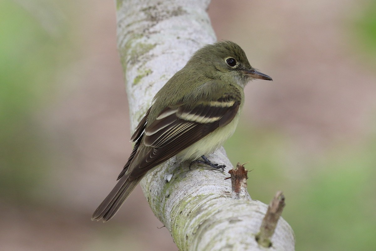 Acadian Flycatcher - ML93919631