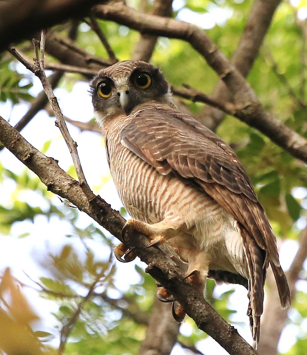 Rufous Owl - ML93921201