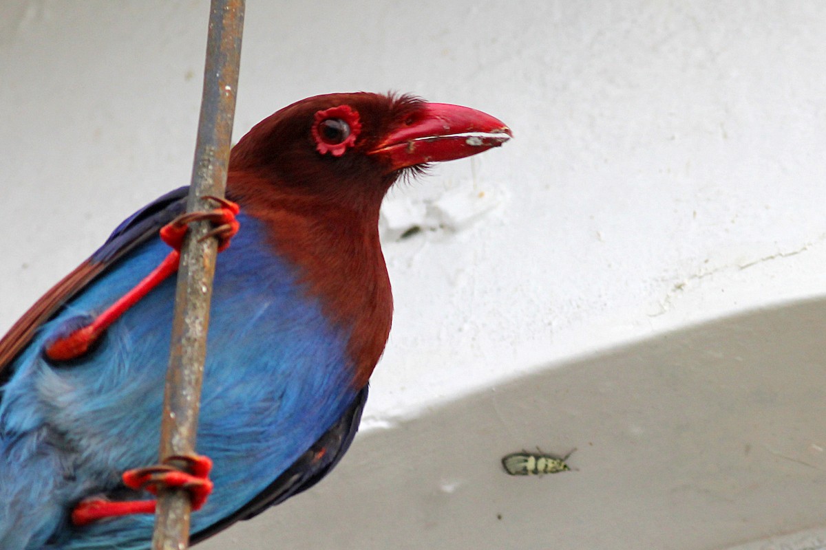 Sri Lanka Blue-Magpie - ML93921701