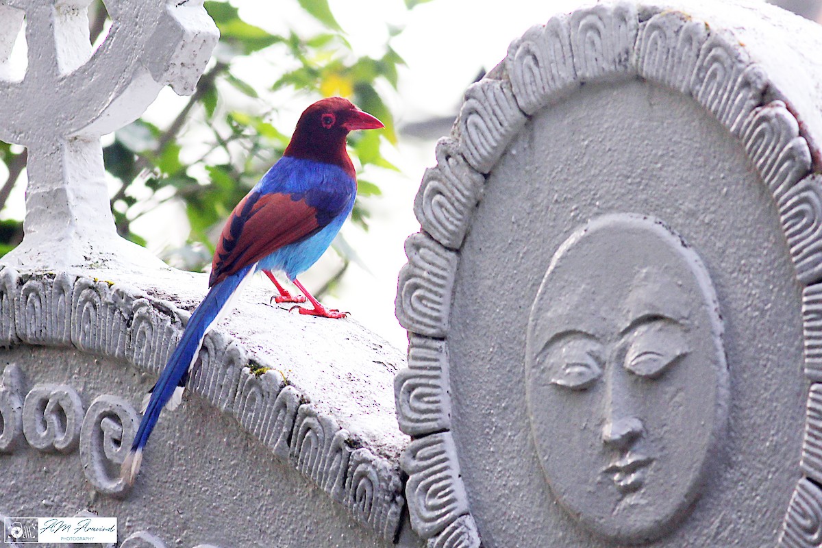 Sri Lanka Blue-Magpie - ML93921741