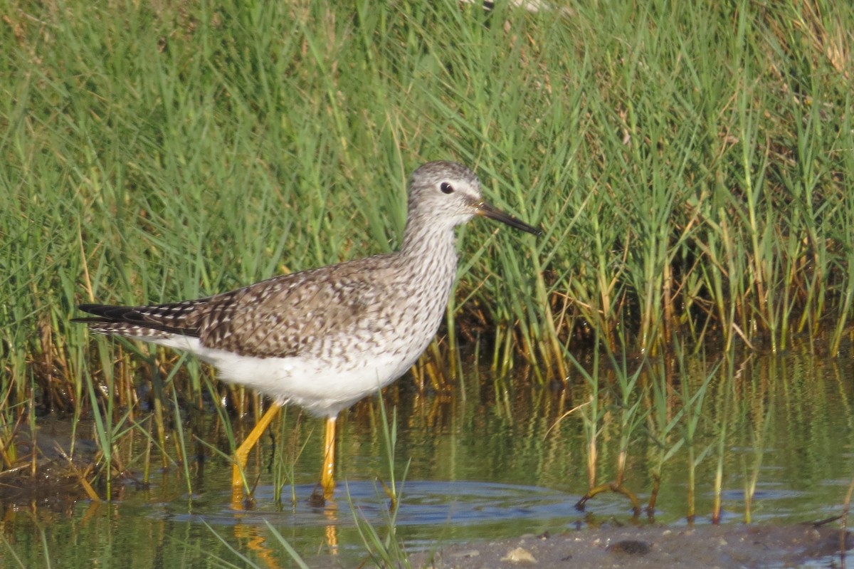 Lesser Yellowlegs - ML93922521