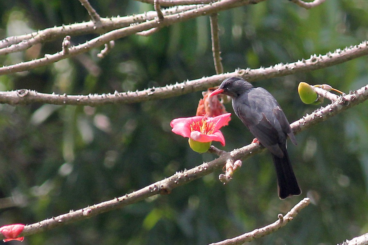 Square-tailed Bulbul - ML93922581