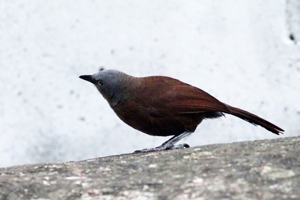 Ashy-headed Laughingthrush - ML93922681