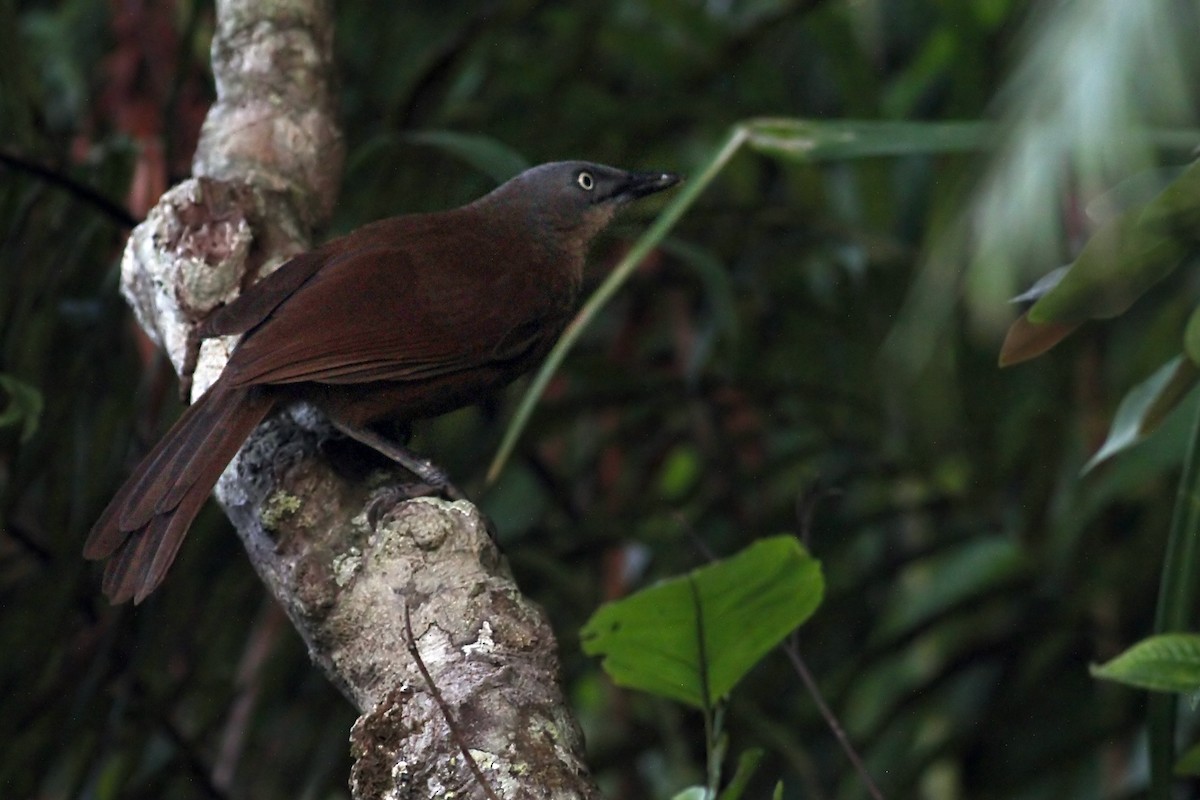 Ashy-headed Laughingthrush - ML93922701