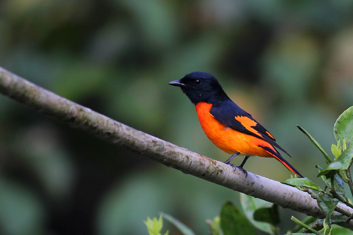 Orange Minivet - Aravind AM