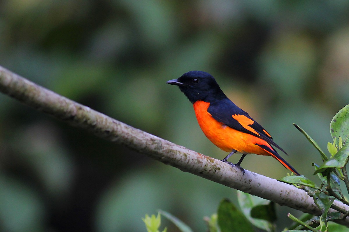 Orange Minivet - ML93922761