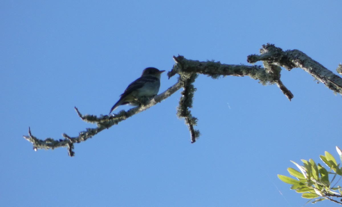 Eastern Wood-Pewee - ML93923431