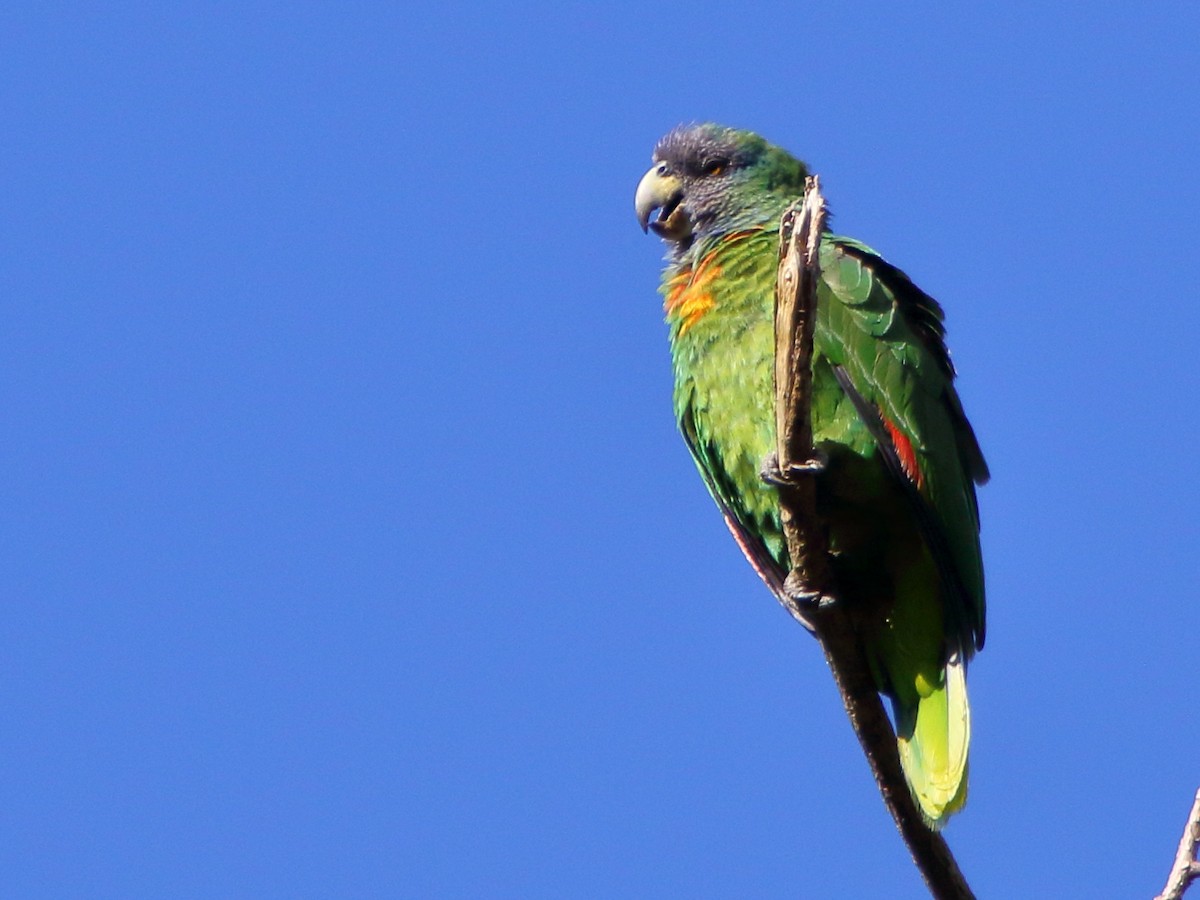 アカノドボウシインコ - ML93924711