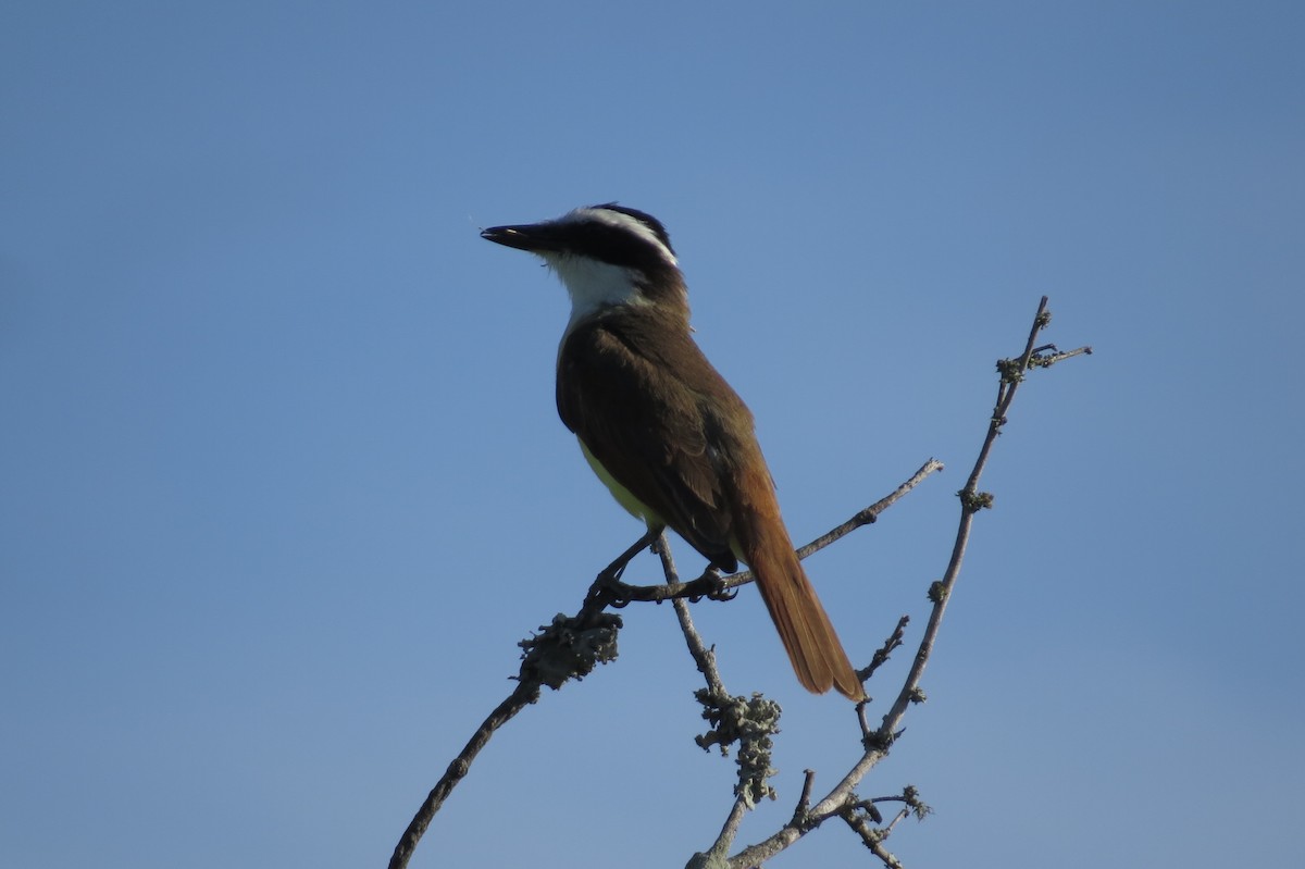 Great Kiskadee - Bryant Olsen