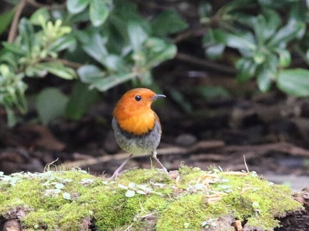 Japanese Robin - ML93925161