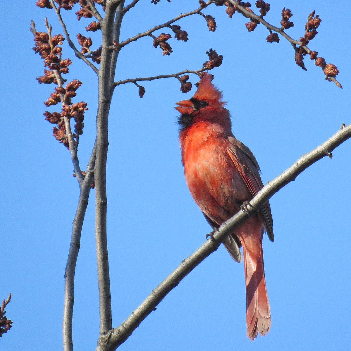 Northern Cardinal - Eric D Gyllenhaal