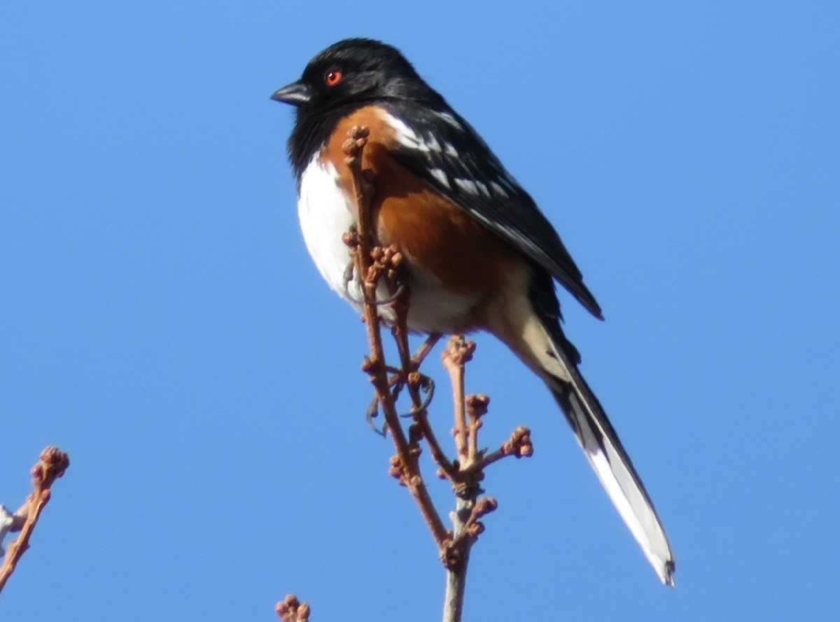 Spotted Towhee - Jon Horn