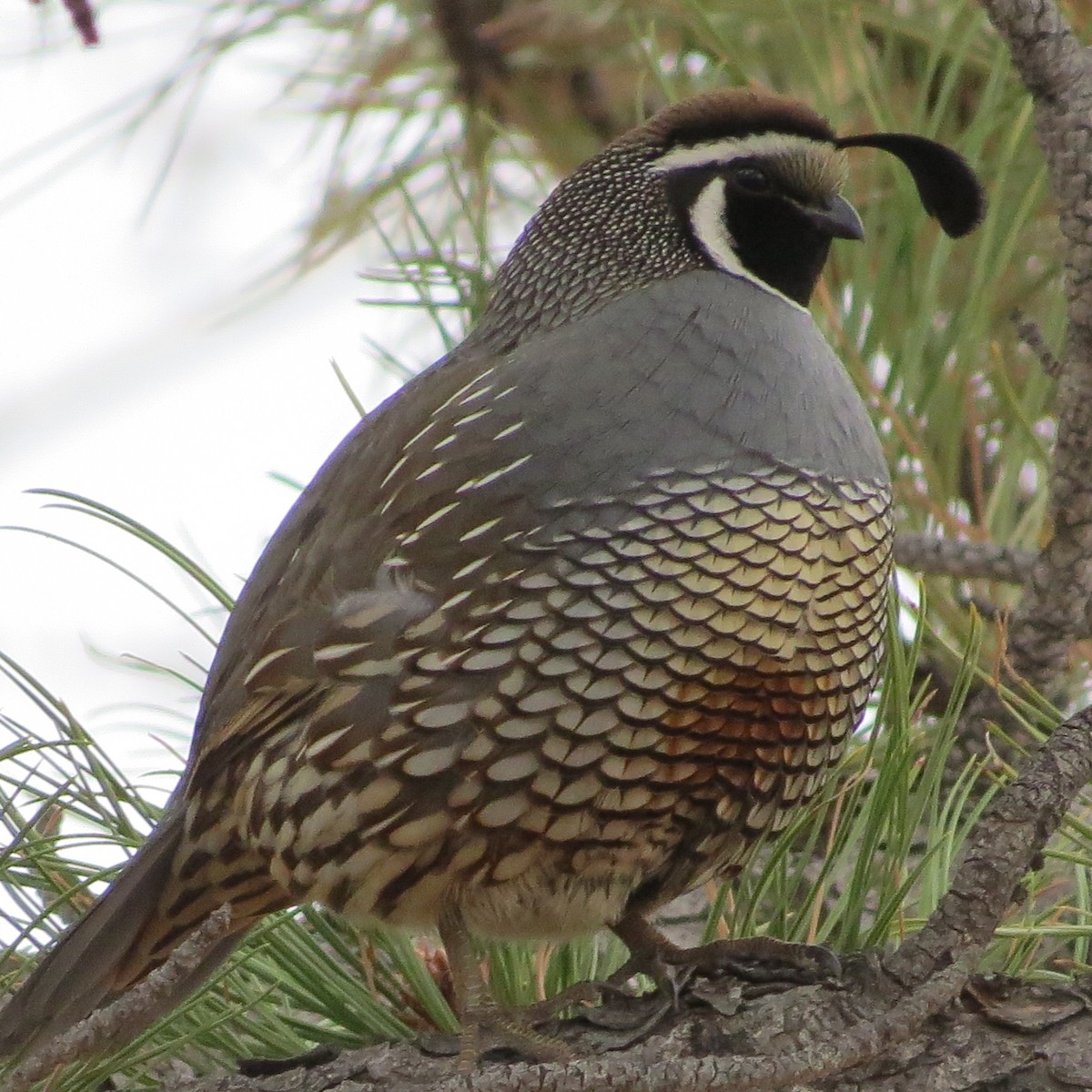 California Quail - ML93927081