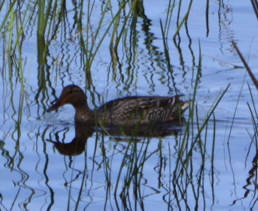 Canard colvert - ML93928161