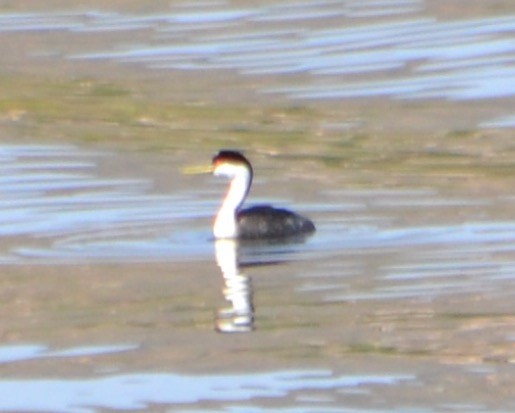 Western Grebe - ML93928621