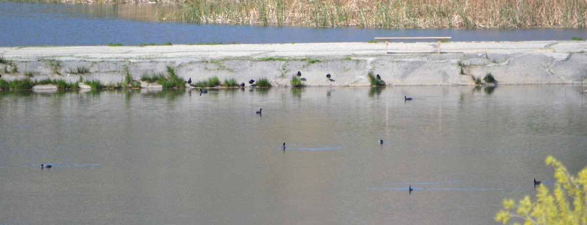 American Coot - ML93929481