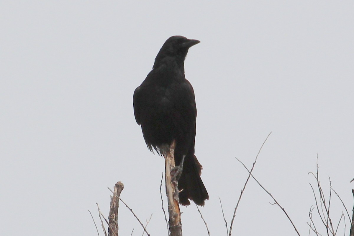 American Crow - ML93930551